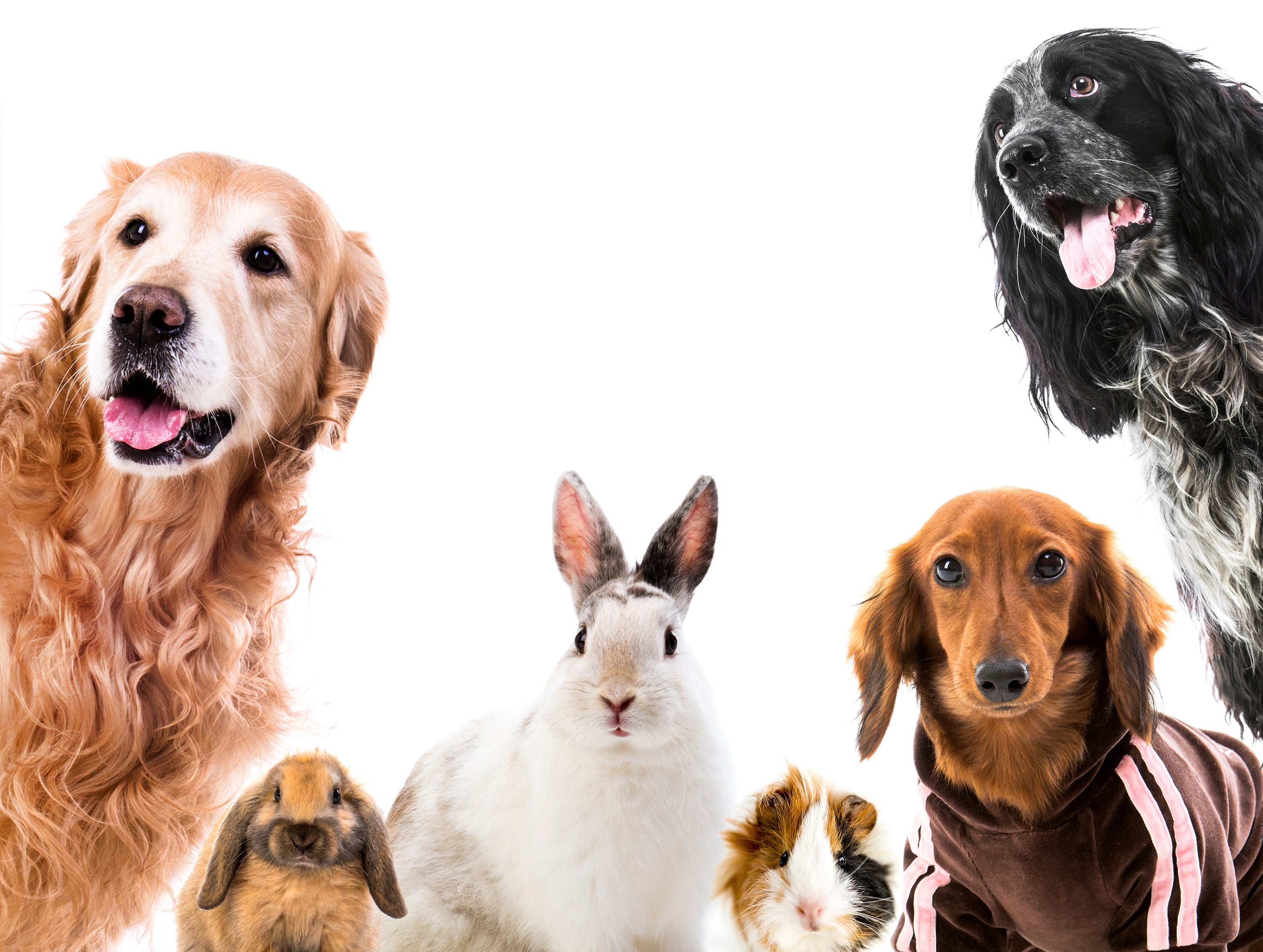 Pets